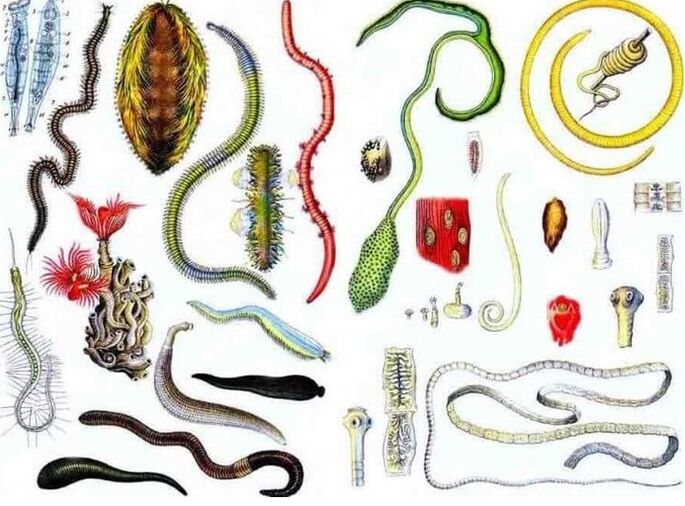 Types of pests