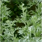 Wormwood by parasites