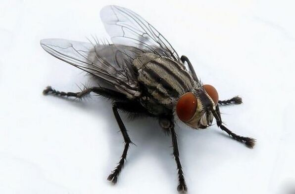 fly as a vector of human parasites