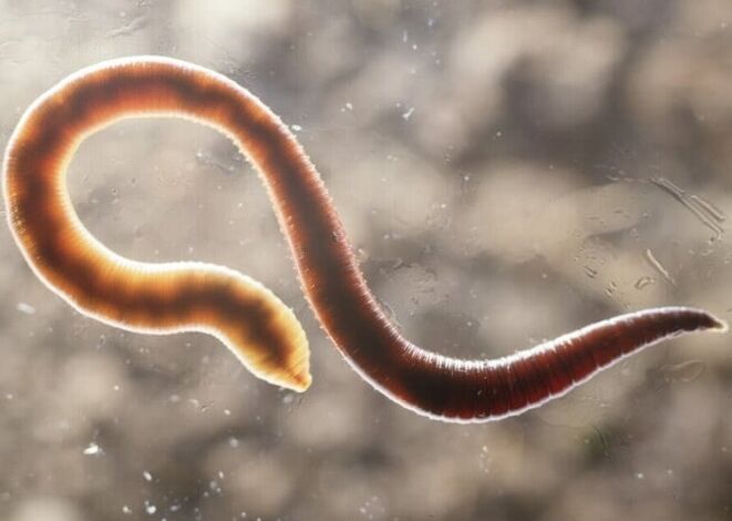 worm parasite from the human body