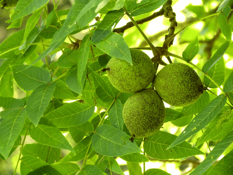black walnut in pest control