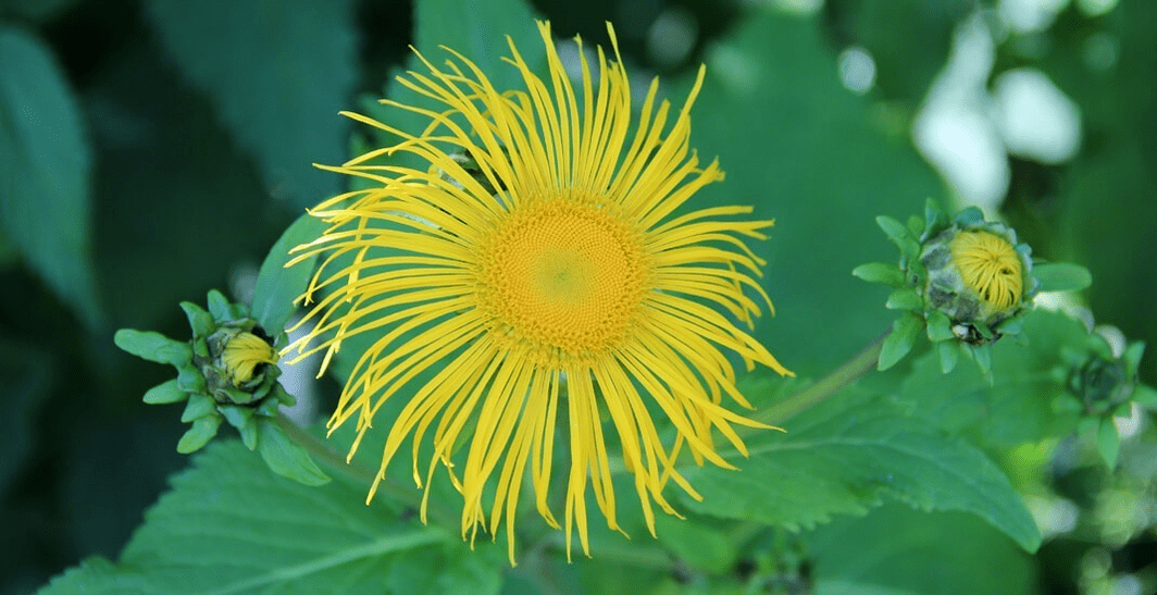 elecampane in pest control