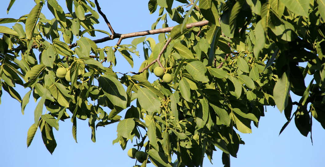 pests live in walnuts