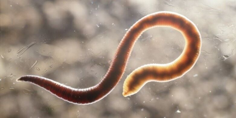 human worm worm